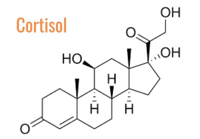 Хормон на стреса - кортизол - молекула