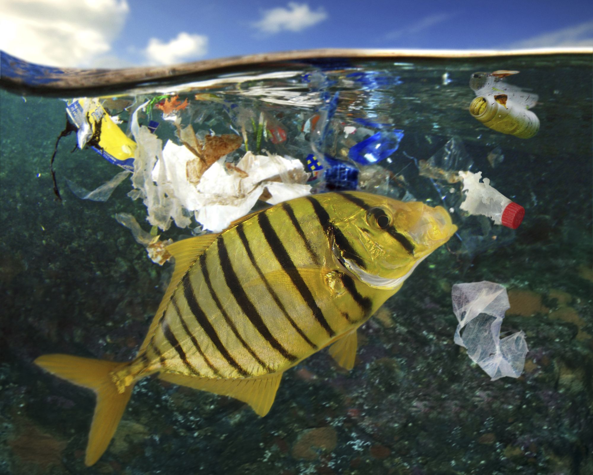 World Health Day: Fish in plastic bags ocean - Световен ден на здравето, риба сред пластмасови боклуци